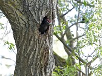 Dryocopus martius 47, Zwarte specht, Saxifraga-Tom Heijnen