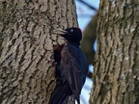 Dryocopus martius 5, Zwarte specht, Saxifraga-Hans Dekker