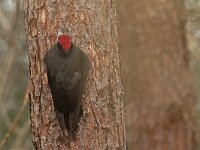 Dryocopus martius 6, Zwarte specht, Saxifraga-Mark Zekhuis