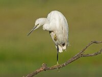 Egretta garzetta 100, Kleine zilverreiger, Saxifraga-Joerg Mager