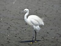 Egretta garzetta 104, Kleine zilverreiger, Saxifraga-Theo Verstrael