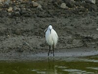 Egretta garzetta 110, Kleine zilverreiger, Saxifraga-Dirk Hilbers
