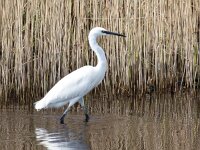 Egretta garzetta 118, Kleine zilverreiger, Saxifraga-Bart Vastenhouw