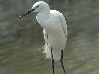 Egretta garzetta 14, Kleine zilverreiger, Saxifraga-Jan van der Straaten