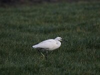 Egretta garzetta 148, Kleine zilverreiger, Saxifraga-Peter Meininger