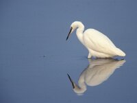 Egretta garzetta 20, Kleine zilverreiger, Saxifraga-Arie de Knijff