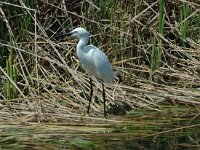 Egretta garzetta 26, Kleine zilverreiger, Saxifraga-Jan van der Straaten
