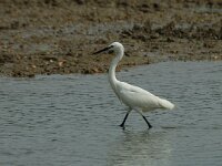 Egretta garzetta 30, Kleine zilverreiger, Saxifraga-Jan van der Straaten
