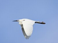 Kleine zilverreiger, Little Egret  Kleine zilverreiger, Little Egret : Egretta garzetta, Kleine zilverreiger, Little Egret, May, Nederland, Vereniging Natuurmonumenten, Voorne, Voorne-Putten, Voornes Duin, Zuid-holland, bird, blauw, blauwe lucht, blauwe washuid, blue, clear sky, flight, flying, in flight, lente, mei, natuurmonumenten, spring, summer plumage, the Netherlands, vliegend, vlucht, vogel, voorjaar, white, wit, zomerkleed, zuid-hollands landschap