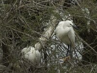 Egretta garzetta 38, Kleine zilverreiger, Saxifraga-Willem van Kruijsbergen