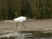 Egretta garzetta 42, Kleine zilverreiger, Saxifraga-Willem van Kruijsbergen