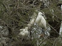 Egretta garzetta 50, Kleine zilverreiger, Saxifraga-Willem van Kruijsbergen