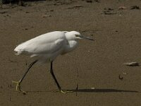 Egretta garzetta 51, Kleine zilverreiger, Saxifraga-Jan van der Straaten