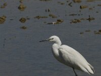 Egretta garzetta 52, Kleine zilverreiger, Saxifraga-Jan van der Straaten
