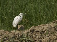 Egretta garzetta 54, Kleine zilverreiger, Saxifraga-Jan van der Straaten