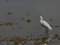 Egretta garzetta 56, Kleine zilverreiger, Saxifraga-Jan van der Straaten