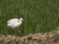 Egretta garzetta 58, Kleine zilverreiger, Saxifraga-Jan van der Straaten