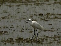 Egretta garzetta 67, Kleine zilverreiger, Saxifraga-Jan van der Straaten