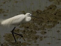 Egretta garzetta 81, Kleine zilverreiger, Saxifraga-Marijke Verhagen