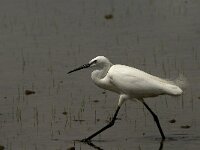 Egretta garzetta 85, Kleine zilverreiger, Saxifraga-Marijke Verhagen