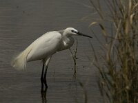 Egretta garzetta 90, Kleine zilverreiger, Saxifraga-Marijke Verhagen