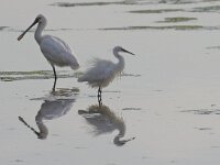 Egretta garzetta 94, Kleine zilverreiger, Saxifraga-Rik Kruit