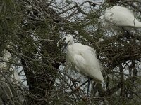 Egretta garzetta 97, Kleine zilverreiger, Saxifraga-Willem van Kruijsbergen