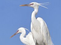 Egretta gularis 17, Westelijke rifreiger, Saxifraga-Tom Heijnen