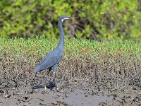 Egretta gularis 19, Westelijke rifreiger, Saxifraga-Tom Heijnen