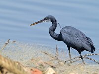 Egretta gularis 21, Westelijke rifreiger, Saxifraga-Tom Heijnen