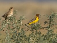 Emberiza bruniceps 6, Bruinkopgors, pair, Saxifraga-Mark Zekhuis