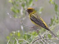 Emberiza bruniceps 7, Bruinkopgors, Saxifraga-Mark Zekhuis