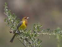 Emberiza bruniceps 8, Bruinkopgors, Saxifraga-Mark Zekhuis