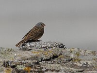 Emberiza caesia 4, Bruinkeelortolaan, Saxifraga-Luc Hoogenstein