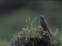 Emberiza caesia 6, Bruinkeelortolaan, Saxifraga-Piet Munsterman