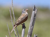 Emberiza caesia 8, Bruinkleelortolaan, Saxifraga-Henk Baptist
