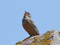 Emberiza caesia 9, Bruinkleelortolaan, Saxifraga-Henk Baptist