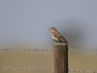 Emberiza calandra 13, Grauwe gors, Saxifraga-Luc Hoogenstein  Grauwe gors, Corn bunting, Miliaria calandra, Synoniem: Emberiza calandra : singing, Emberiza calandra, barb wire, lente, nature, zingend, Algarve, fence, Portugal, Iberisch Schiereiland, Grauwe gors, vogel, Corn bunting, Rode lijst, april, kust, bird, Miliaria calandra, spring, natuur, hek, Zuid-Europa, coast, Europa, prikkeldraad, voorjaar
