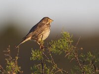 Emberiza calandra 14, Grauwe gors, Saxifraga-Luc Hoogenstein  Grauwe gors, Corn bunting, Miliaria calandra, Synoniem: Emberiza calandra : lente, hek, voorjaar, coast, nature, Algarve, Miliaria calandra, barb wire, kust, Corn bunting, fence, april, natuur, Grauwe gors, Rode lijst, prikkeldraad, bird, Emberiza calandra, Iberisch Schiereiland, Portugal, zingend, vogel, Europa, spring, Zuid-Europa, singing
