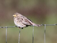 Emberiza calandra 21, Grauwe Gors, Saxifraga-Peter Meininger