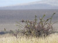 Emberiza calandra 22, Grauwe Gors, Saxifraga-Mark Zekhuis