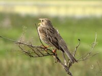 Emberiza calandra 24, Grauwe gors, Saxifraga-Henk Baptist