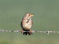 Emberiza calandra 25, Grauwe gors, Saxifraga-Henk Baptist