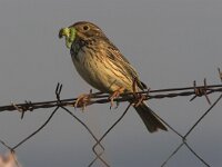 Emberiza calandra 5, Grauwe gors, Saxifraga-Luc Hoogenstein