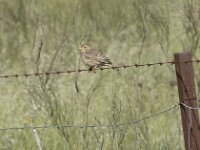 Emberiza calandra 57, Grauwe gors, Saxifraga-Willem van Kruijsbergen