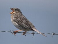 Emberiza calandra 6, Grauwe gors, Saxifraga-Piet Munsterman