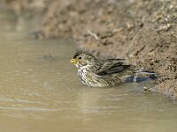 Emberiza calandra 8, Grauwe gors, Saxifraga-Piet Munsterman