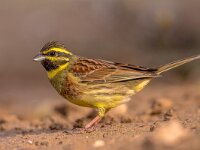 Cirl bunting in garden  Cirl bunting (Emberiza cirlus) in garden in Spanish Pyrenees, Vilagrassa, Catalonia, Spain. April. : Avian, Emberiza, Songbird, animal, animals, background, beak, beautiful, bird, birding, birds, birdwatching, branch, bunting, catalonia, cirl bunting, cirlus, closeup, colorful, cute, emberiza cirlus, environment, europe, european, fauna, feather, feathers, garden, greece, green, isolated, istria, male, meadow, natural, nature, ornithology, perched, portrait, sitting, small, spain, summer, up, vilagrassa, wild, wildlife, wing