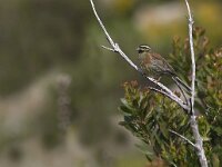 Emberiza cirlus 3, Cirlgors, male, Saxifraga-Mark Zekhuis