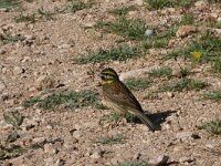 Emberiza cirlus 5, Cirlgors, Saxifraga-Dirk Hilbers